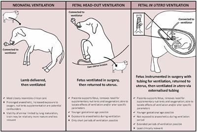 Respiratory Support of the Preterm Neonate: Lessons About Ventilation-Induced Brain Injury From Large Animal Models